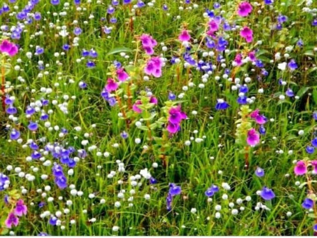 Satara Kaas Pathar : कास फुलांचा हंगाम 10 सप्टेंबरपासून सुरू, शुक्रवारपासून ऑनलाईन बुकिंग Satara Kaas Pathar Kaas flower season will start from September 10 online booking from Friday Satara Kaas Pathar : कास फुलांचा हंगाम 10 सप्टेंबरपासून सुरू, शुक्रवारपासून ऑनलाईन बुकिंग