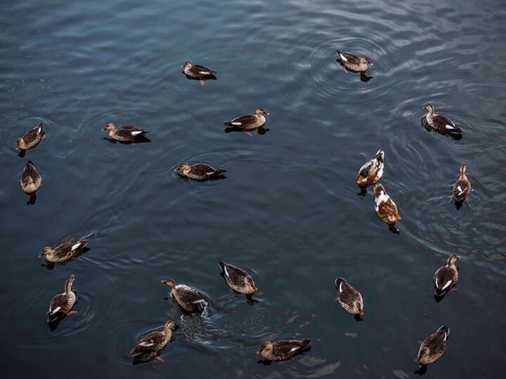 रणमल झील शहर की सुंदरता को काफी बढ़ावा देती है. रणमल झील प्रवासी पक्षियों और पर्यटकों के लिए एक बेहतरीन जगह मानी जाती है.