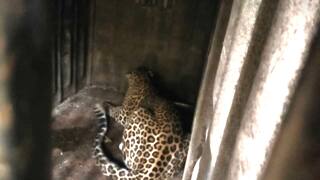 Nashik Leopard : नाशिकच्या लहवितमध्ये बिबट्या जेरबंद तर 'मुक्त' विद्यापीठातमध्ये मुक्त संचार