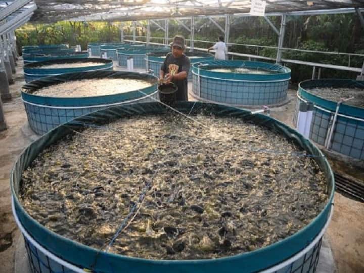 Start biofloc fish farming at low cost in round tank without pond government offer upto 60% subsidy Fish Farming Subsidy: अब और भी ज्यादा सस्ता हुआ बायोफ्लॉक मछली पालन, सरकार भी दे रही है 60% सब्सिडी का ऑफर
