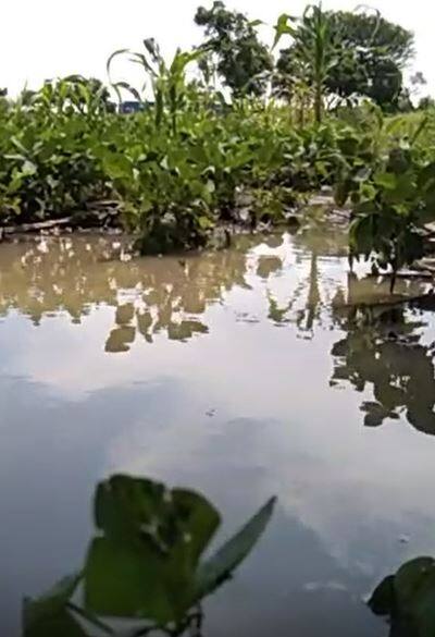 लातूर जिल्ह्यात तुफान पाऊस, पिकं वाहून जाण्याची वेळ