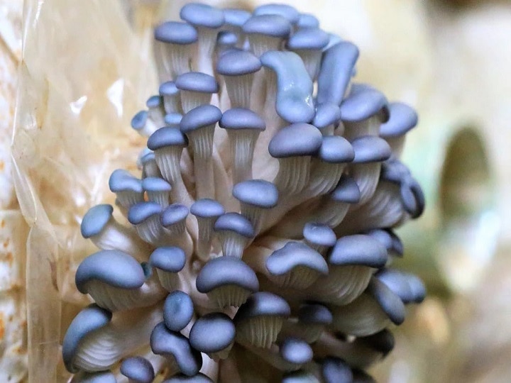 Blue Oyster Mushroom: ये नीला मशरूम उगाकर कमा सकते हैं दोगुना पैसा, इन इलाकों में होती है भारी डिमांड