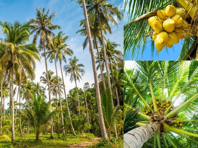 Thanjavur  karpaka vrutsam ideas to get more yield in coconut,TNN தஞ்சாவூர்: கற்பக விருட்சம் தென்னையில் அதிக மகசூல் எடுக்க வேளாண் துறையின் யோசனைகள்