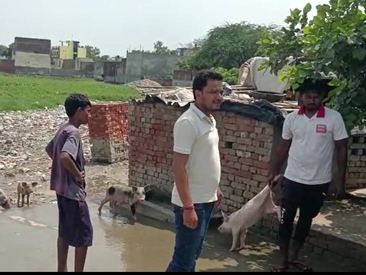 Hapur News Hundreds of pigs died after viral fever there was a stir in the area ANN Hapur News: हापुड़ में वायरल फीवर के बाद सैकड़ों सुअरों की मौत, इलाके में मचा हड़कंप