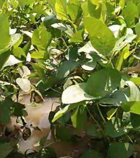 लातूर जिल्ह्यात पावसाची जोरदार हजेरी