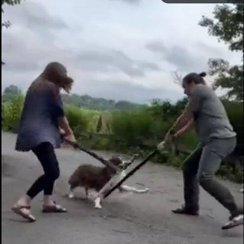 dog sword fighting with humans viral video Watch: ਮੂੰਹ ਵਿੱਚ ਤਲਵਾਰ ਲੈ ਕੇ ਲੜਾਈ ਕਰਨ ਲੱਗਾ ਕੁੱਤਾ, ਯੋਧੇ ਵਾਂਗ ਲੜੀ ਜੰਗ!