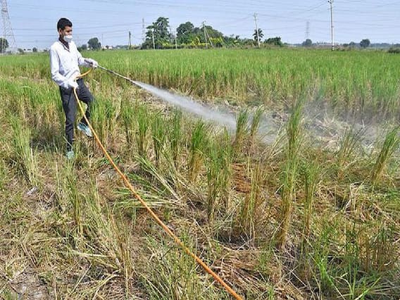 Pusa Decomposer: बिना जलाए, सिंपल तरीके से निपटाएं फसल का कचरा, खाद-कीटनाशक का भी पैसा भी बचेगा Pusa Decomposer: बिना जलाए, सिंपल तरीके से निपटाएं फसल का कचरा, खाद-कीटनाशक का भी पैसा भी बचेगा