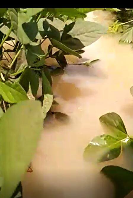 लातूर जिल्ह्यात तुफान पाऊस, पिकं वाहून जाण्याची वेळ