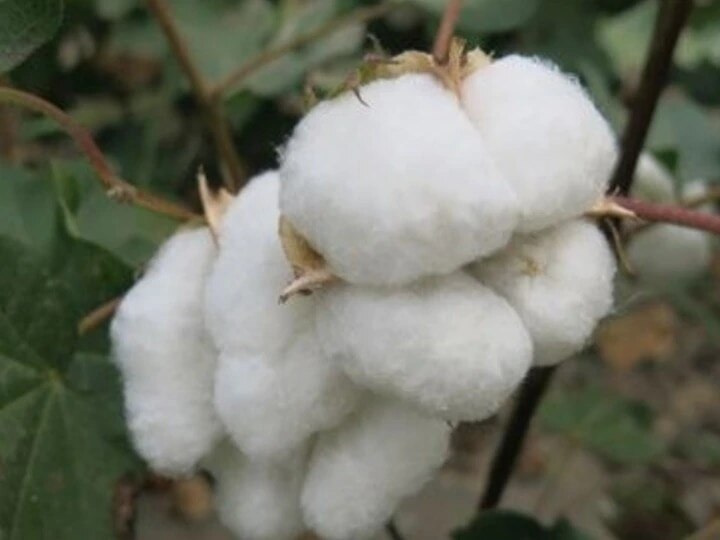 Madhya Pradesh Good Crop Of Cotton In Malwa ANN | Madhya Pradesh News: मध्य  प्रदेश में हुआ अच्छी क्वालिटी के कपास का भारी उत्पादन, अब फिर चमकेगा बाजार