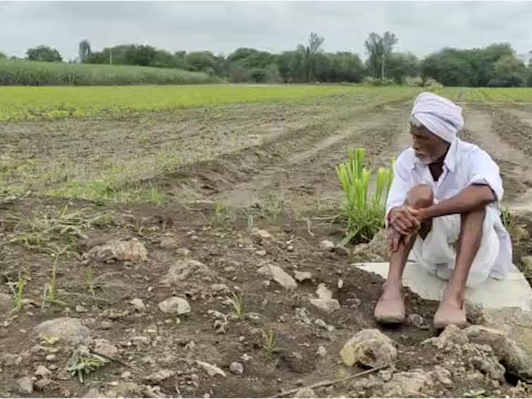 Nanded Beed Hingoli Parbhani Agriculture news major loss of soybean crop मराठवाड्यातील चार जिल्ह्यात 8 लाख 25 हजार हेक्टरावरील शेतीचं नुकसान, 80 टक्के पिके गेली 