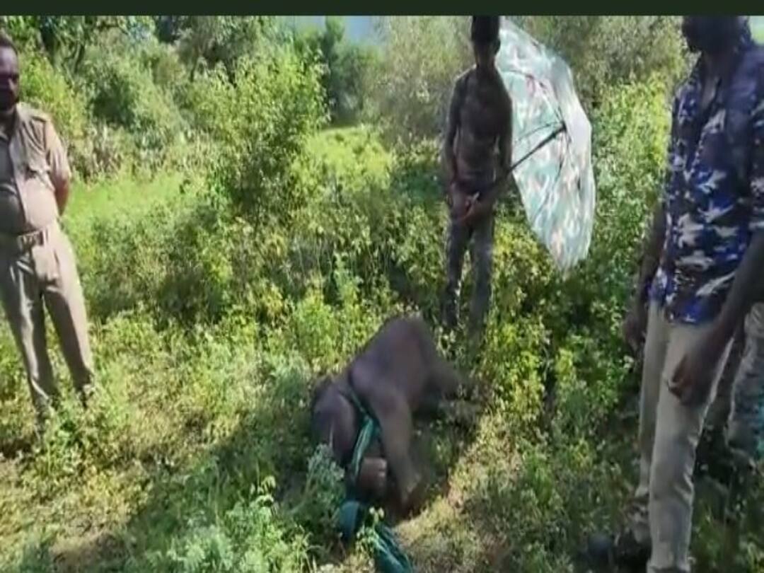 Watch video : அசந்து தூங்கும் குட்டியானை.. குடைபிடித்து பாதுகாக்கும் தமிழக வனத்துறையினர்.. இந்த க்யூட்டியை பாருங்க..