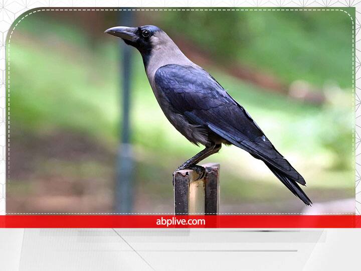 इन पांच अंशों के अर्पण को पञ्च बलि कहा जाता है.पञ्च बलि के साथ ही श्राद्ध कर्म पूर्ण माना जाता है. श्राद्ध में भोजन का अंश ग्रहण करने वाले इन पांचों जीवों का विशेष महत्व होता है. इसमें कुत्ता जल तत्त्व,चींटी अग्नि, कौवा वायु का, गाय पृथ्वी तत्व का और देवता आकाश तत्व का प्रतीक माने गए हैं.