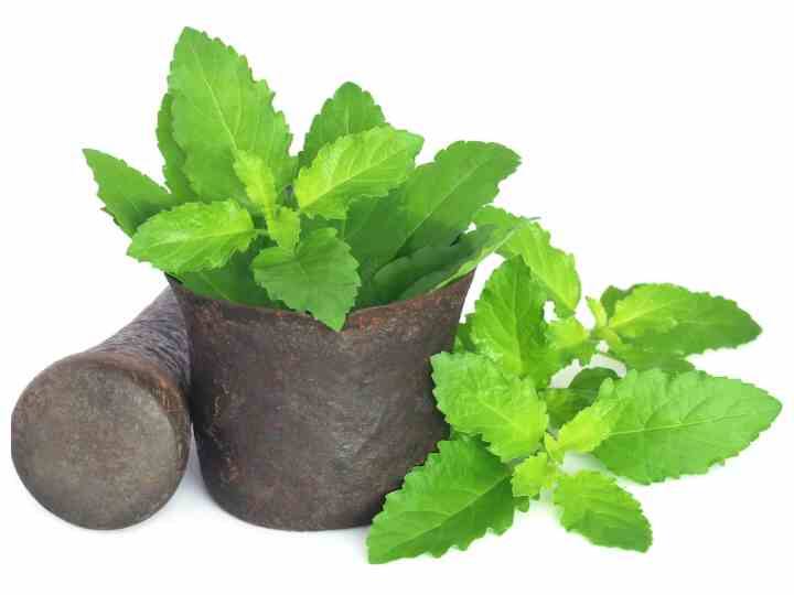 तुलसी की पत्तियों के रस को नियमित रूप से कान में डालें. इससे खुजली की समस्या दूर होगी. (Photo - Freepik)