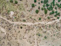 लाशों के मैदान बने राजस्थान के रेगिस्तान, लंपी की चपेट में आने से अब तक हजारों गायों की मौत