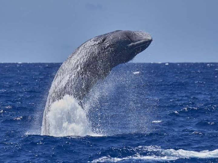 Whale Vomit Worth rupees 10 Crore Seized In UP know why whale vomit is so expensive than gold UP News: यूपी में 10 करोड़ रुपये का फ्लोटिंग गोल्ड बरामद, सोने से महंगी होती है ये व्हेल की उल्टी, जानें इसकी वजह