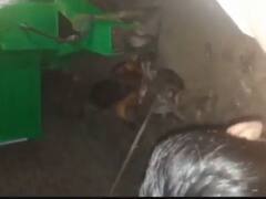 हरदोई में प्रेमिका से मिलना पड़ा महंगा, परिजनों ने प्रेमी को पकड़कर चप्पलों से पीटा