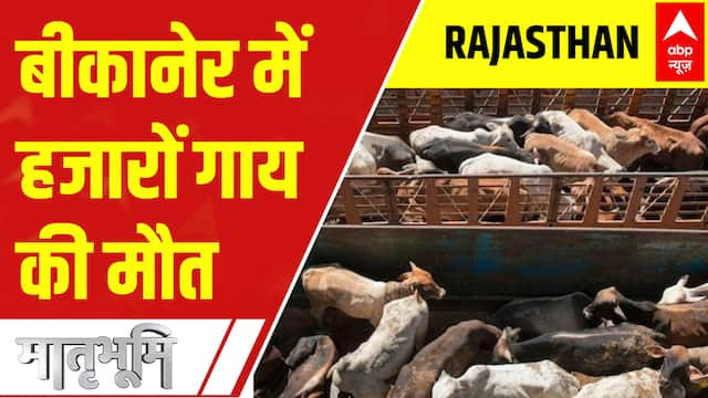 Lumpy Skin Disease In Rajasthan Latest News Photos And Videos On Lumpy Skin Disease In 3829