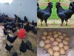 Bastar News: बस्तर में मिलने वाला कड़कनाथ मुर्गा विलुप्ति के कगार पर, पशुधन विभाग भी सुस्त