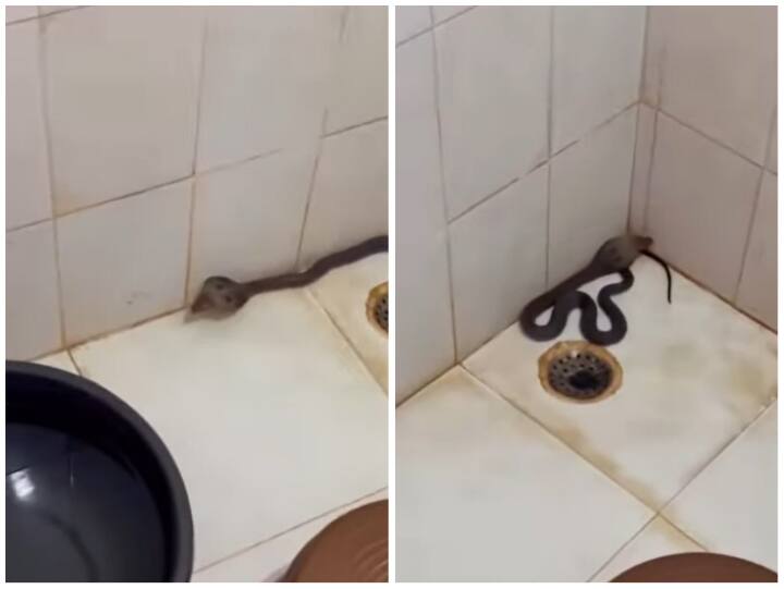 Poisonous Snake Reached Bathroom In Dark Of Night Video रात के