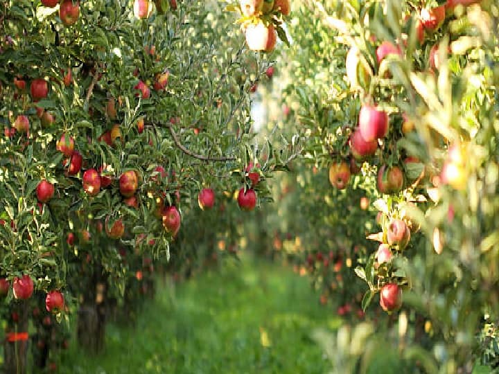 Bihar government provide upto 50% Subsidy to farmers for promoting apple cultivation in Bihar Subsidy Offer: अब बिहार में भी होगी सेब की खेती, सरकार दे रही है 50% सब्सिडी का ऑफर, जल्द करें आवेदन