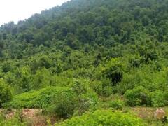 झारखंड में नक्सलियों के गढ़ बूढ़ा पहाड़ को सुरक्षाबलों घेरा, जारी है घातक कार्रवाई 