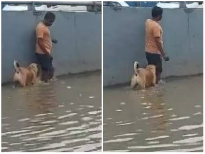 man guides stray dog through waterlogged street in Bengaluru  Viral Video: पानी में डूबने से बचाने के लिए शख्स ने की कुत्ते की मदद, यूजर्स बोले- रियल हीरो