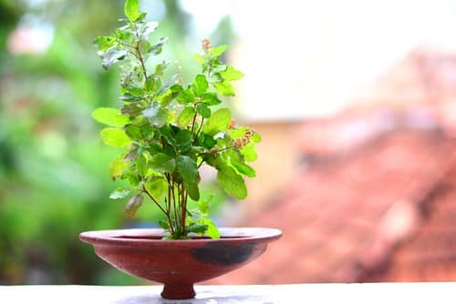 Health Tips basil leaves benefits good for health marathi news Health Tips : हृदय, मन आणि शरीर निरोगी ठेवण्यासाठी तुळस गुणकारी; जाणून घ्या तुळशीचा केव्हा आणि कसा वापर करावा?