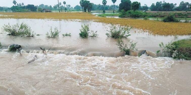 Trichy district, 300 acres of agricultural lands were inundated by floods TNN திருச்சி மாவட்டத்தில் வெள்ளப்பெருக்கால் 300 ஏக்கர் விவசாய நிலங்கள் பாதிப்பு