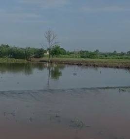 पावसामुळं शेती पिकांचे नुकसान होण्याची शक्यता