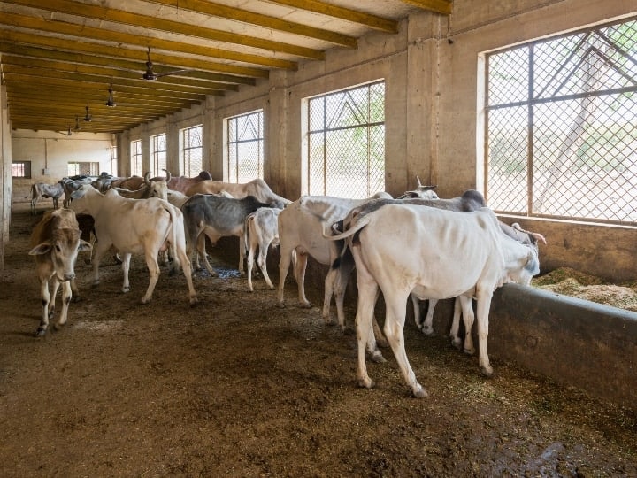 Lumpy virus havoc in india, 15 lakh cows infected in 15 states, 75 thousand died Lumpy Virus: देश में लम्पी वायरस का कहर, 15 राज्यों में 15 लाख गाय संक्रमित, अब तक 75 हजार की मौत