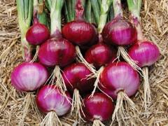 प्याज की खेती से भी हो सकती है लाखों की कमाई, बस खेती का सही तरीका पता होना चाहिये