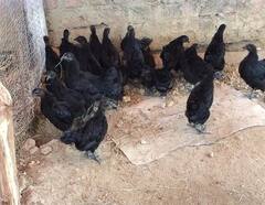 Bastar News: बस्तर में मिलने वाला कड़कनाथ मुर्गा विलुप्ति के कगार पर, पशुधन विभाग भी सुस्त