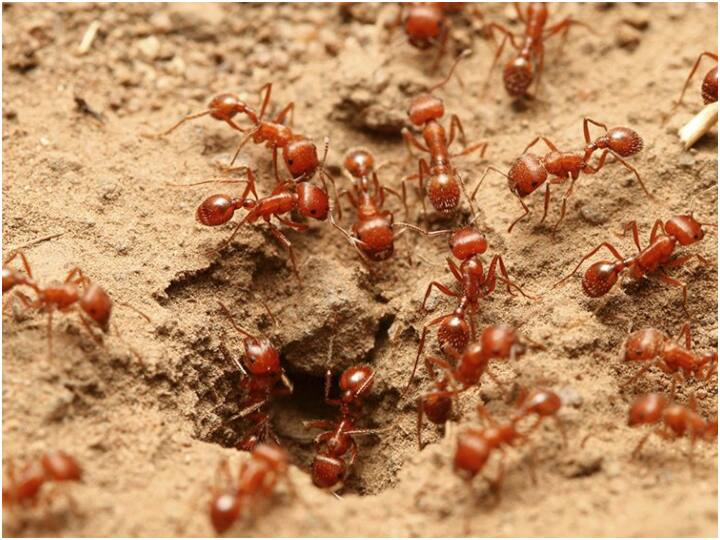 Red Ants attacked villagers in odisha families leaving there home Odisha: ओडिशा के इस गांव में लाल चीटियों ने बोला धावा, पलायन को मजबूर हुए ग्रामीण