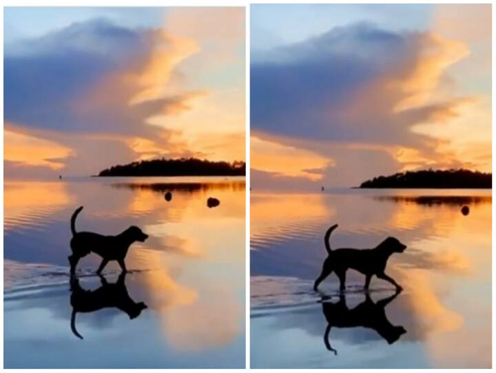 Dog walking in shallow water against stunning sunset has gone viral online Viral Video: पानी पर चल रहे कुत्ते का वीडियो पहुंचा रहा लाखों दिलों को सुकून, आप भी देखें