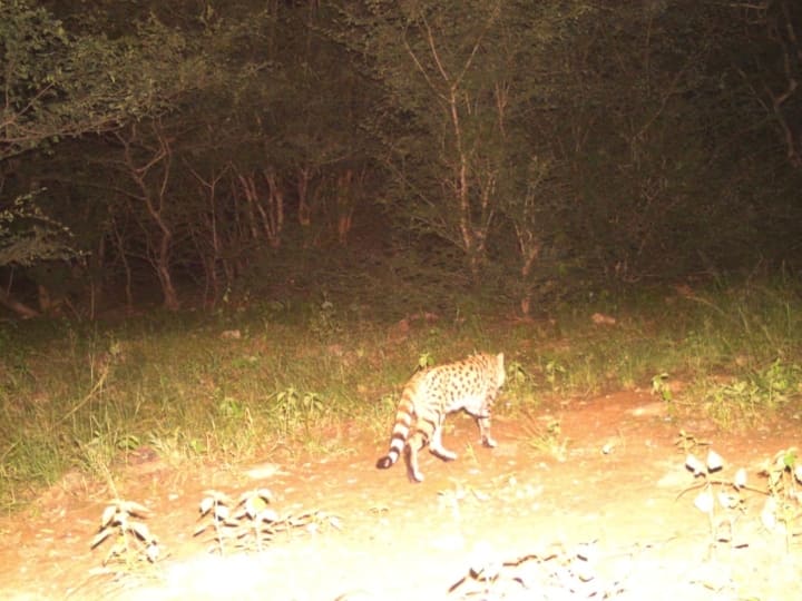 Rajasthan News Asiatic wildcat was found in Ramgarh Tiger Reserve in bundi ANN Bundi News:  रामगढ़ टाइगर रिजर्व में दिखा दुर्लभ एशियाटिक वाइल्ड केट, बढ़ने लगा वन्यजीवों का कुनबा