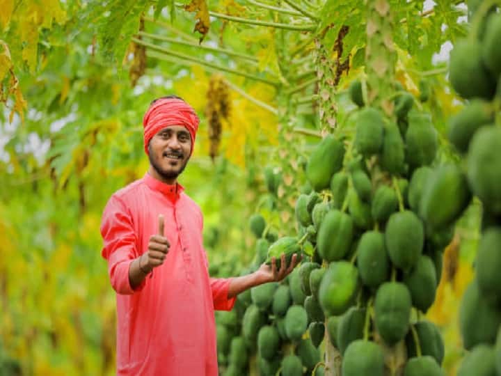 Papaya cultivation in Bihar will break all the records of earning get 75% subsidy per hectare Subsidy Offer: पपीता की खेती से टूट जायेंगे कमाई के सारे रिकॉर्ड, प्रति हेक्टेयर के खर्च पर पायें 75% सब्सिडी का ऑफर