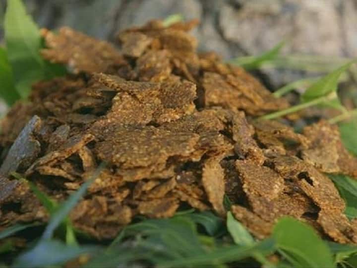Neem cake fertilizer is more powerful will eliminate pests & improve crop production by applying Bio Fertilizer: कैमिकल फर्टिलाइज से कहीं ज्यादा शक्तिशाली है नीम केक उर्वरक, फसल की उपज बढ़ाने के साथ करेगा कीटों का सफाया