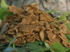 कैमिकल फर्टिलाइज से कहीं ज्यादा शक्तिशाली है नीम केक उर्वरक, फसल की उपज बढ़ाने के साथ करेगा कीटों का सफाया