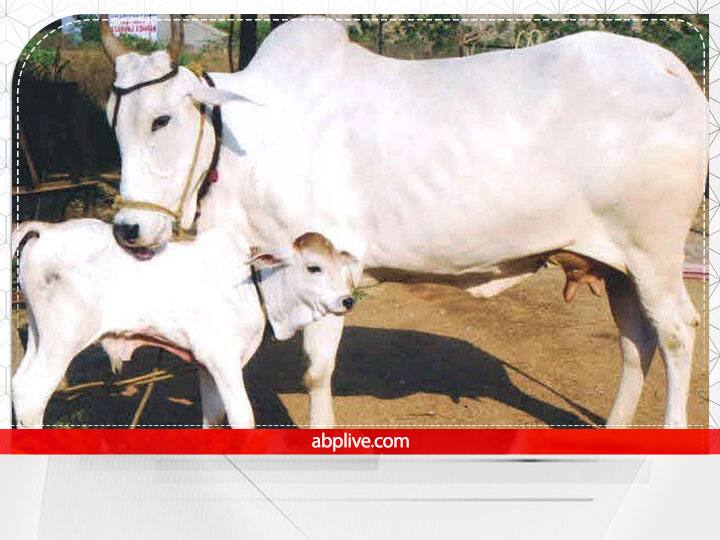 श्राद्ध कर्म में भोजन से पहले पांच जगहों पर अलग-अलग भोजन का अंश निकाला जाता है. भोजन का ये अंश पत्ते पर गाय, कुत्ता, चींटी और देवताओं के लिए निकाला जाता है जबकि कौवे के लिए इसे भूमि पर रखा जाता है. फिर पितरों से प्रार्थना की जाती है कि वो इनके माध्यन से भोजन ग्रहण करें.