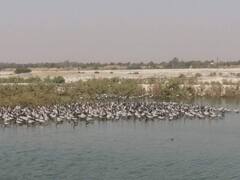 In Pics: सर्दियों से पहले राजस्थान में विदेशी पक्षियों का आना शुरू, कुरजां पक्षी के पहले जत्थे ने डाला डेरा