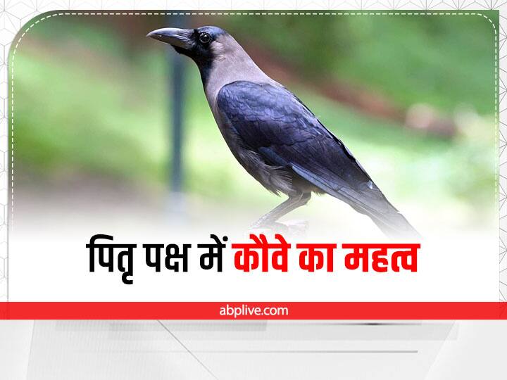 Pitru Paksha 2022 Dates: पितृ पक्ष की शुरुआत 10 सितंबर से होगी. इसमें कौवे का खास महत्व होता है. शास्त्रों में कौवे को यमराज का प्रतीक माना गया है. कौवे को निवाला देने के बाद पितृ संतुष्ट होते हैं.