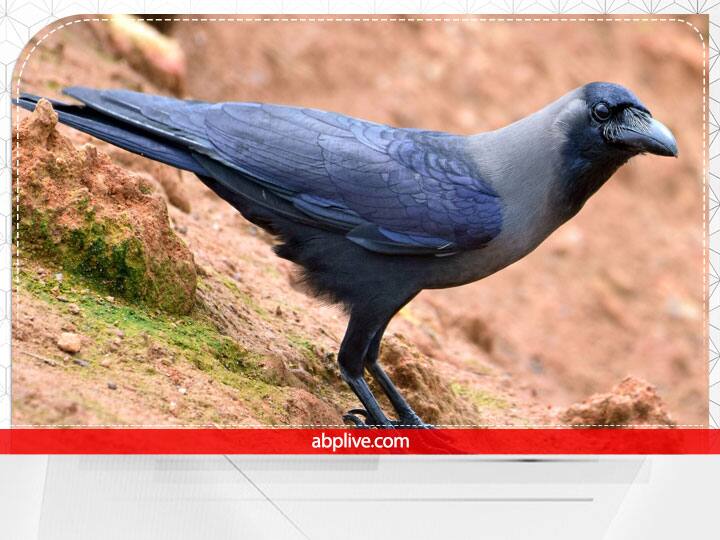 कौवा अगर अपने भोजन का अंश ग्रहण कर उड़ जाए तो इसका मतलब है कि आपके पूर्वज आपको ढेर सारा आशीर्वाद दे कर गए हैं.