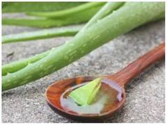 Weight Loss Diet: માત્ર 7 દિવસમાં એલોવેરાથી વજન ઉતારો, આ છે તેનો ઉપયોગ કરવાની સાચી રીત