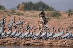 In Pics: सर्दियों से पहले राजस्थान में विदेशी पक्षियों का आना शुरू, कुरजां पक्षी के पहले जत्थे ने डाला डेरा