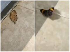 सूखे पत्ते और तितली में हो जाएंगे कंफ्यूज, कभी देखा नहीं होगा ऐसा वीडियो