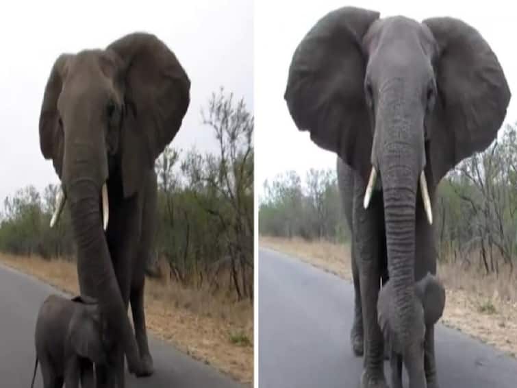Viral Video Shows Mama Elephant Protecting Calf From Getting Too Close To Tourists Watch Video: சுற்றுலாப் பயணிகளிடமிருந்து குட்டியை பாதுகாக்கும் தாய் யானை! - வைரல் வீடியோ!