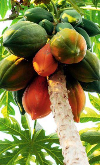 ਪਪੀਤੇ ਦੀ ਖੇਤੀ ਨਾਲ ਟੁੱਟ ਜਾਣਗੇ ਕਮਾਈ ਦੇ ਸਾਰੇ ਰਿਕਾਰਡ