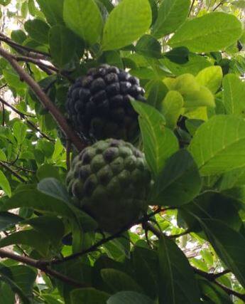 सततच्या पावसाचा अंजीर आणि सीताफळाला फटका