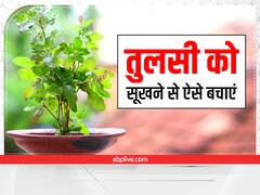 Dry Tulsi Plant: तुलसी के पौधे सूख जाते हैं तो इन उपायों को अपनाएं, हरा भरा रहेगा आपका आंगन