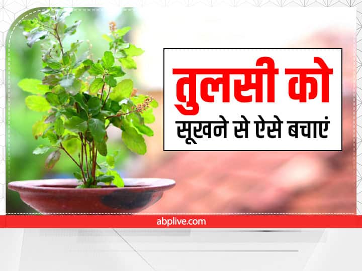 Save Tulsi Plant: आपको कुछ ऐसे टिप्स बता रहे हैं, जिनकी मदद से तुलसी पौधे को भारतीय आंगन में हमेशा हरा भरा रख सकते हैं. भारतीय घरों में सबसे महत्व रखने वाला पौधा तुलसी की कैसे देखभाल करें आइए जानें.